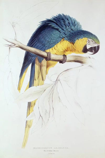 Macaws: Blue and yellow Macaw  by Edward Lear