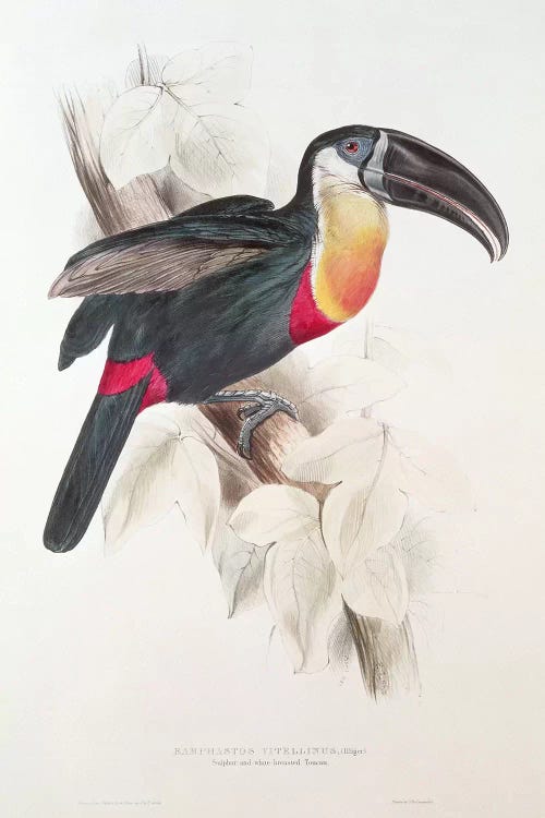 Sulphur and white breasted Toucan, 19th century  by Edward Lear wall art