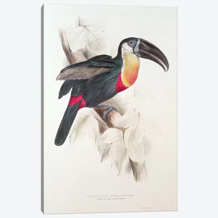 Sulphur and white breasted Toucan, 19th century  Canvas Print #BMN253} by Edward Lear Canvas Art Print
