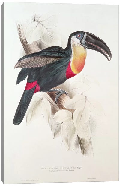 Sulphur and white breasted Toucan, 19th century  Canvas Art Print