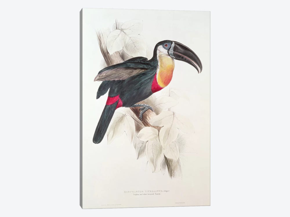 Sulphur and white breasted Toucan, 19th century  by Edward Lear 1-piece Canvas Artwork