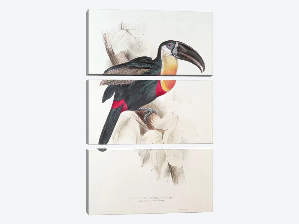 Sulphur and white breasted Toucan, 19th century  by Edward Lear 3-piece Canvas Wall Art
