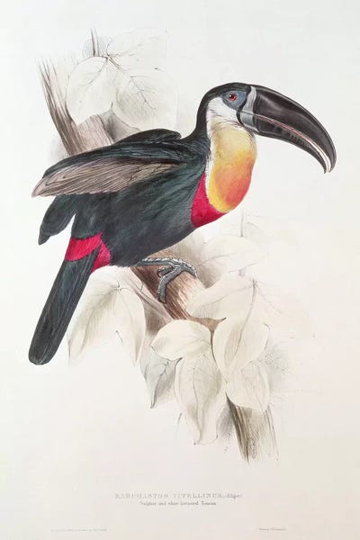 Vintage Animal Illustrations: Sulphur and white breasted Toucan, 19th century  by Edward Lear