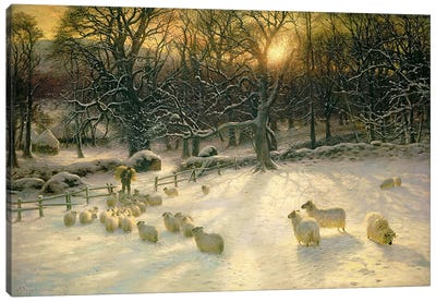 The Shortening Winter's Day is Near a Close  Canvas Art Print - Sheep Art