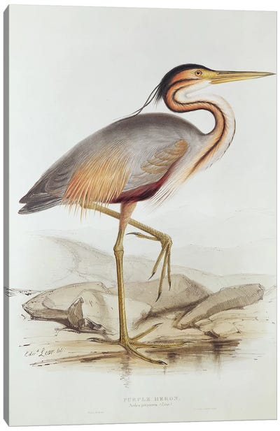 Purple Heron  Canvas Art Print