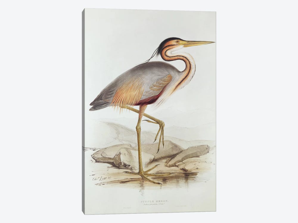 Purple Heron  by Edward Lear 1-piece Art Print