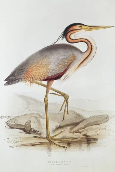 Purple Heron 