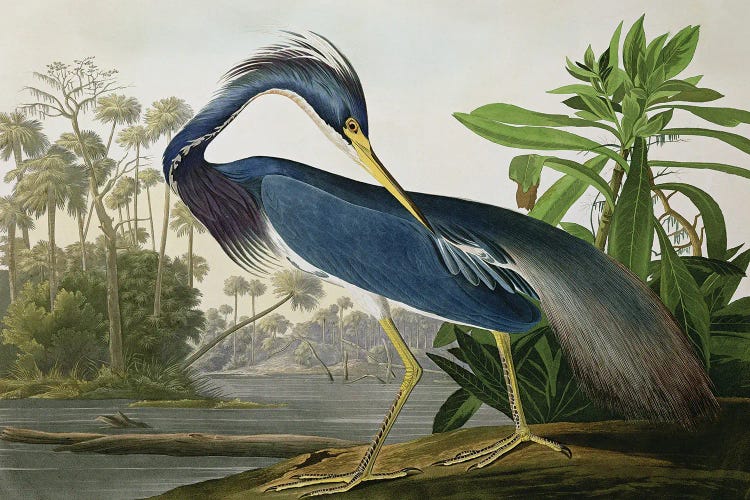 Best Selling Large Art - Canvas Prints: Louisiana Heron by John James Audubon