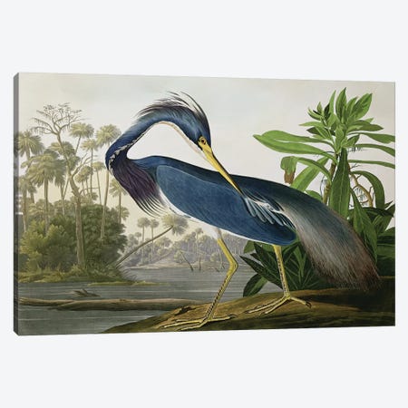 Louisiana Heron Canvas Print #BMN2559} by John James Audubon Canvas Art