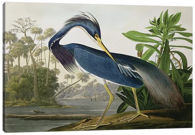 Louisiana Heron Canvas Art Print - Science Art