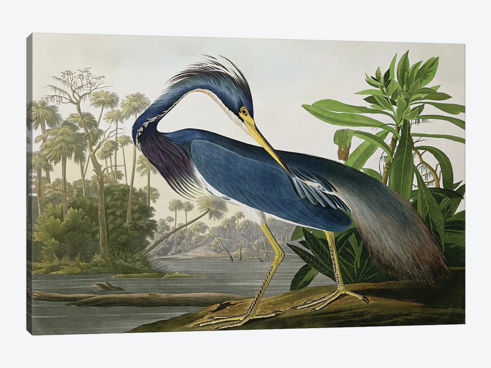 Louisiana Heron by John James Audubon 1-piece Art Print