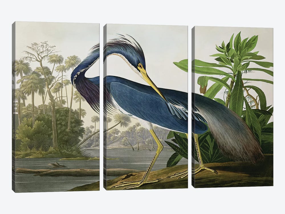 Louisiana Heron by John James Audubon 3-piece Canvas Print