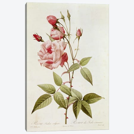 Rosa Indica Vulgaris, from 'Les Roses' by Claude Antoine Thory  Canvas Print #BMN2572} by Pierre-Joseph Redouté Canvas Art