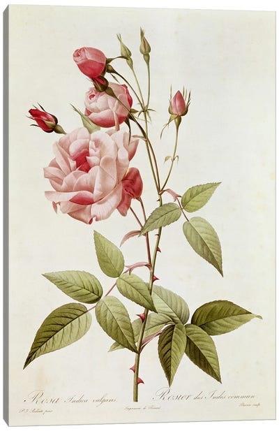 Rosa Indica Vulgaris, from 'Les Roses' by Claude Antoine Thory  Canvas Art Print