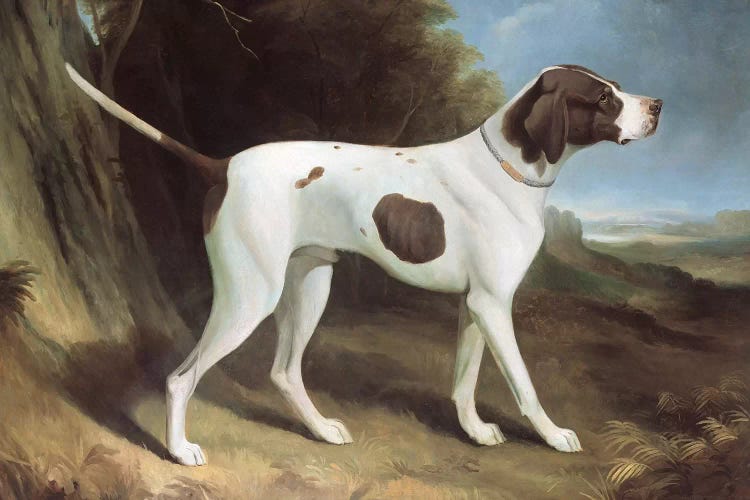 Portrait of a liver and white pointer 