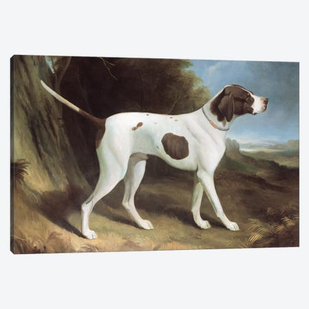 Portrait of a liver and white pointer  Canvas Print #BMN258} by George Garrard Canvas Art Print