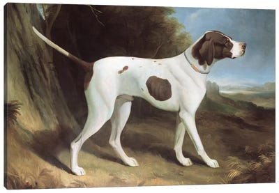 Portrait of a liver and white pointer  Canvas Art Print