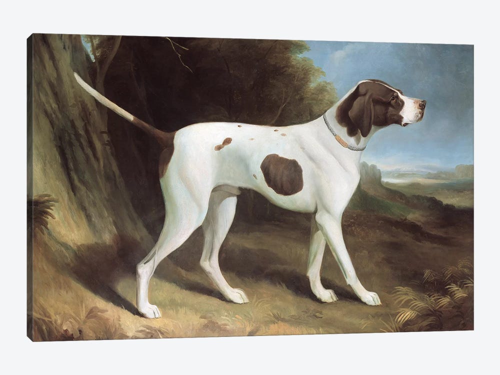 Portrait of a liver and white pointer  by George Garrard 1-piece Art Print