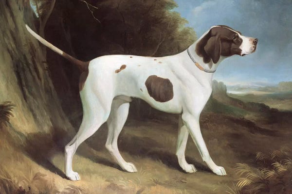 Pointers & Setters: Portrait of a liver and white pointer  by George Garrard