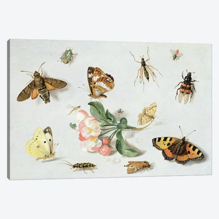 Butterflies, moths and other insects with a sprig of apple blossom  Canvas Print #BMN2598} by Jan van Kessel Canvas Wall Art