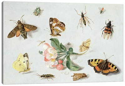 Butterflies, moths and other insects with a sprig of apple blossom  Canvas Art Print