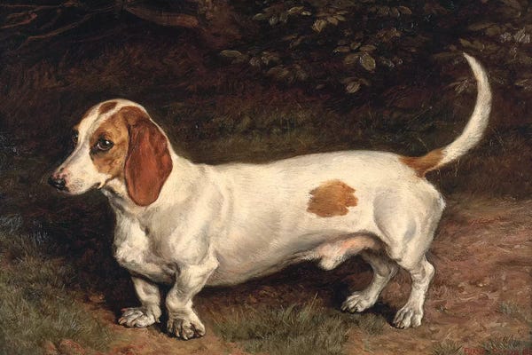 Dachshunds: A Favourite Dachshund  by Frank Paton