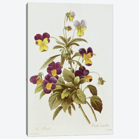 Viola Tricolour  Canvas Print #BMN269} by Pierre-Joseph Redouté Canvas Art