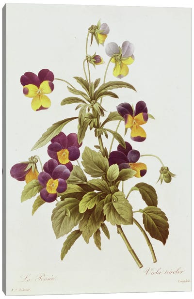 Viola Tricolour  Canvas Art Print