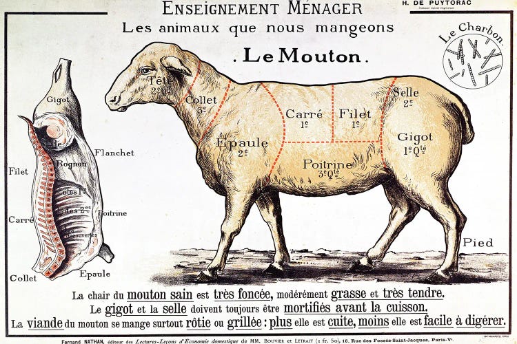 Mutton: diagram depicting the differ - Canvas Wall Art | French School