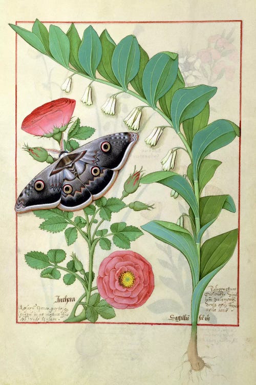 Rose And Polygonatum (Illustration From The Book of Simple Medicines) by Robinet Testard wall art