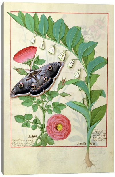Rose And Polygonatum (Illustration From The Book of Simple Medicines) Canvas Art Print