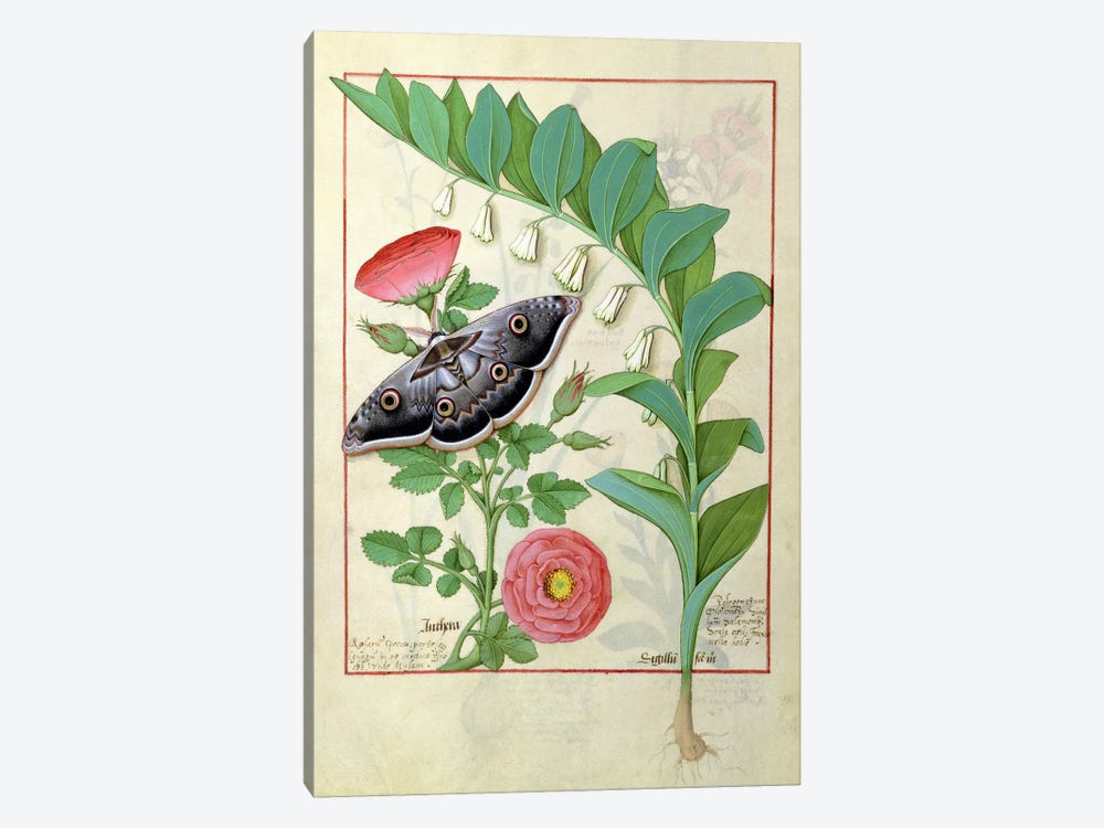 Rose And Polygonatum (Illustration From The Book of Simple Medicines) by Robinet Testard 1-piece Canvas Artwork