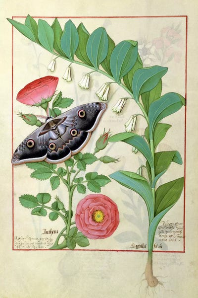 Botanical Illustrations: Rose And Polygonatum (Illustration From The Book of Simple Medicines) by Robinet Testard