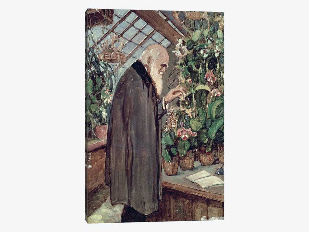 Charles Robert Darwin  by John Collier 1-piece Art Print