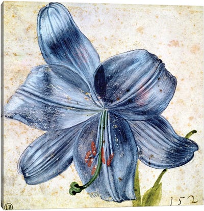 Study of a lily, 1526  Canvas Art Print - Albrecht Durer
