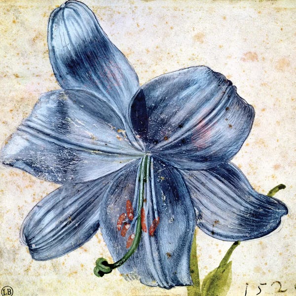 Renaissance: Study of a lily, 1526  by Albrecht Dürer