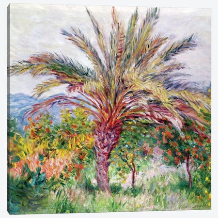 Palm Tree at Bordighera, c.1884  Canvas Print #BMN2804} by Claude Monet Art Print