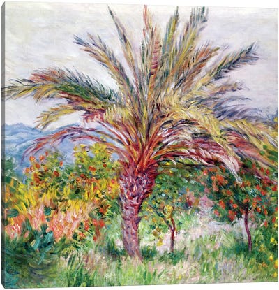 Palm Tree at Bordighera, c.1884  Canvas Art Print - Claude Monet