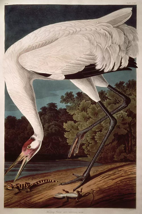 Whooping Crane by John James Audubon wall art