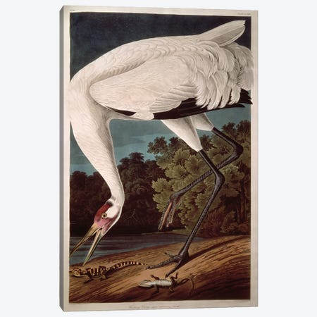 Whooping Crane Canvas Print #BMN284} by John James Audubon Canvas Print