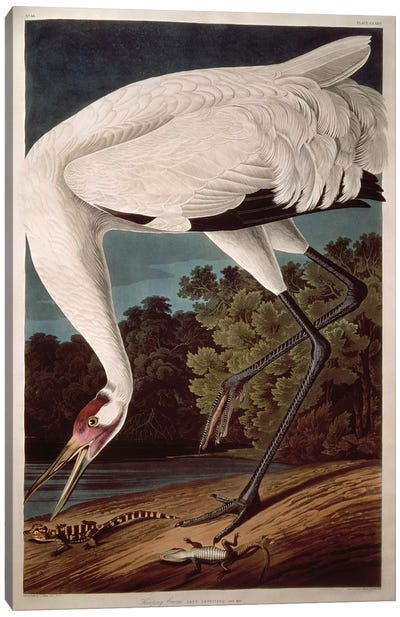 Whooping Crane Canvas Art Print - John James Audubon