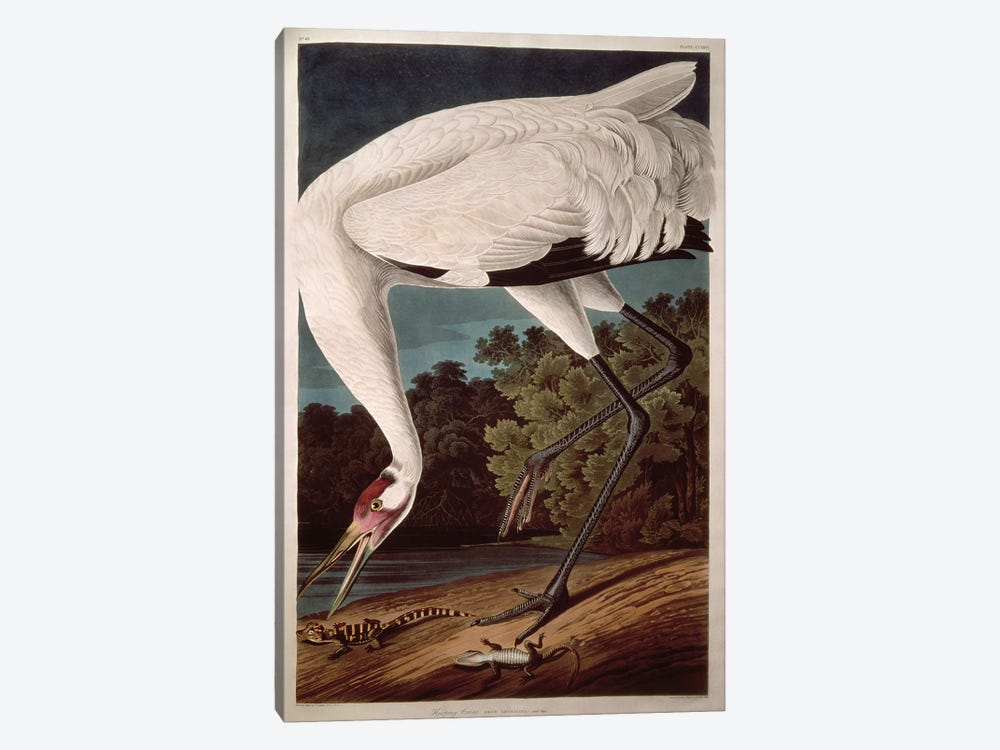 Whooping Crane by John James Audubon 1-piece Canvas Artwork