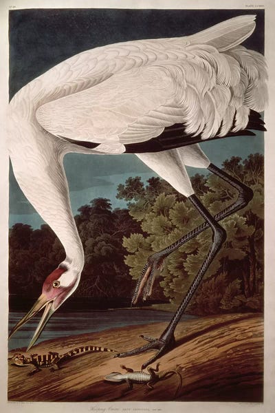 Illustrations: Whooping Crane by John James Audubon