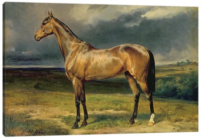 Abdul Medschid' the chestnut arab horse, 1855  Canvas Art Print