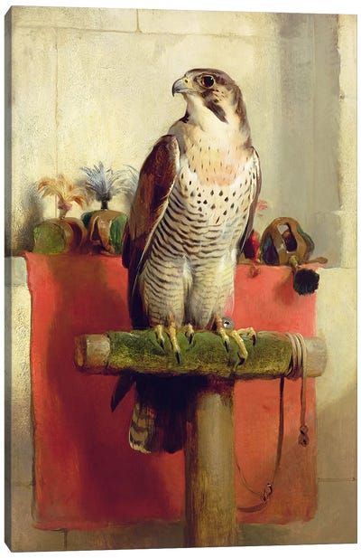 Falcon, 1837  Canvas Art Print - Falcon Art