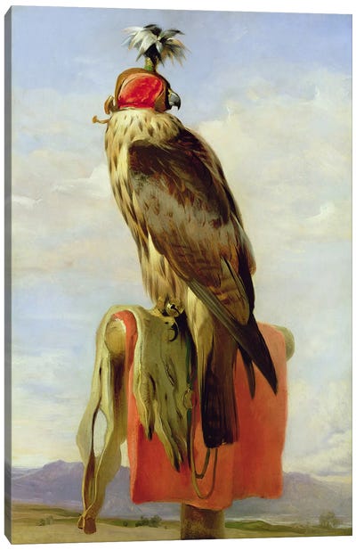 Hooded Falcon  Canvas Art Print - Falcon Art