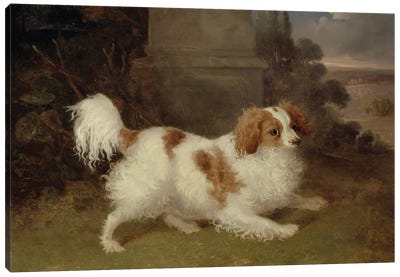 A Blenheim Spaniel, c.1820-30  Canvas Art Print