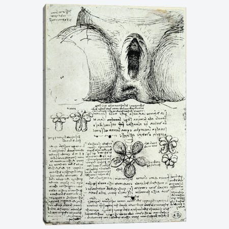 The Female Sexual Organs, facsimile copy  Canvas Print #BMN2913} by Leonardo da Vinci Canvas Art