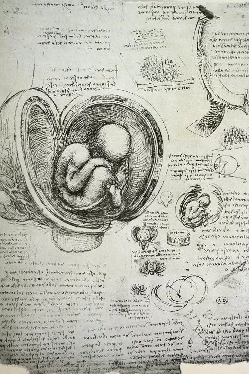 The Human Foetus in the Womb, facsimile copy 