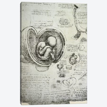 The Human Foetus in the Womb, facsimile copy  Canvas Print #BMN2914} by Leonardo da Vinci Canvas Art Print